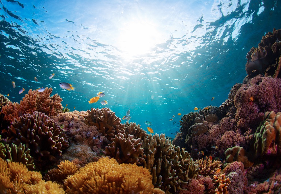 Marine Ecosystem Project Completed In Bali Sea