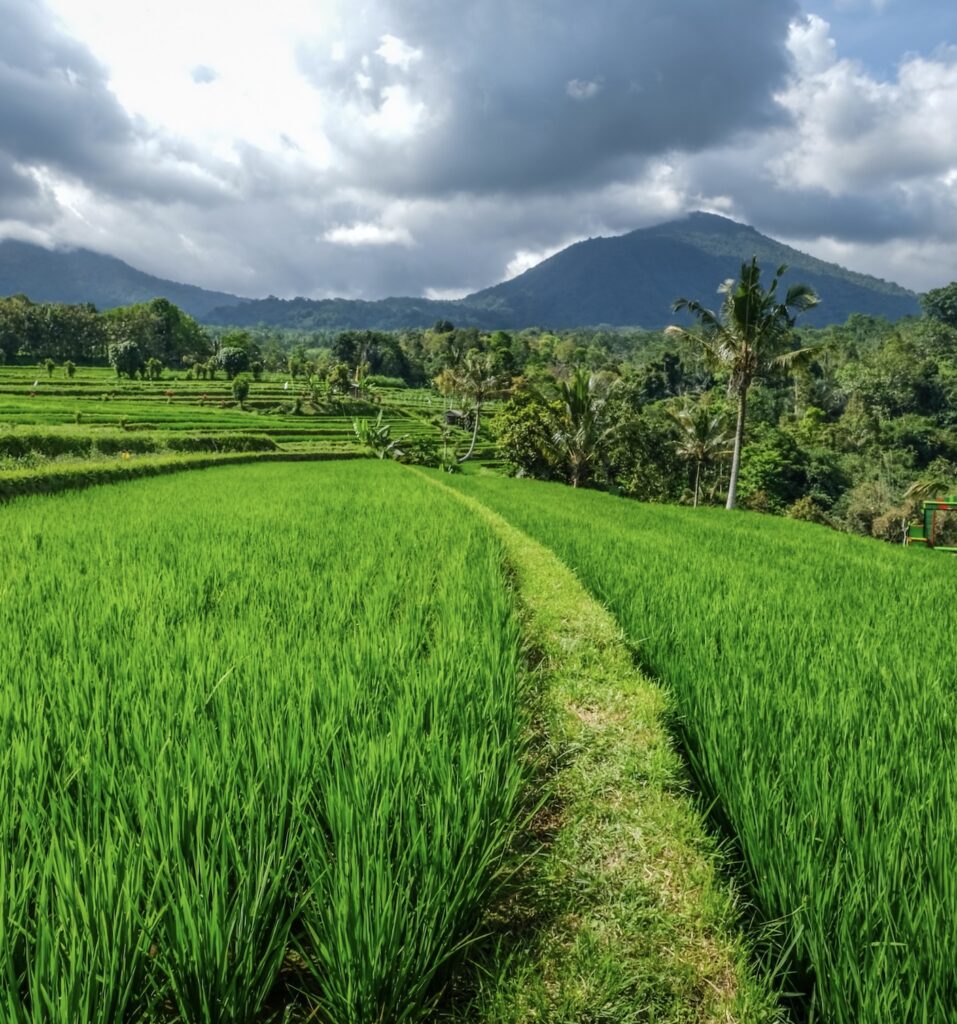 rice field in Bali