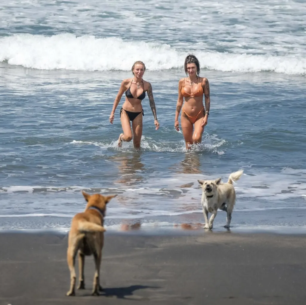 tourists dogs Bali beach