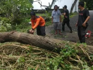 Collapsed Tree Blocks Road Access Between Denpasar And Gilimanuk