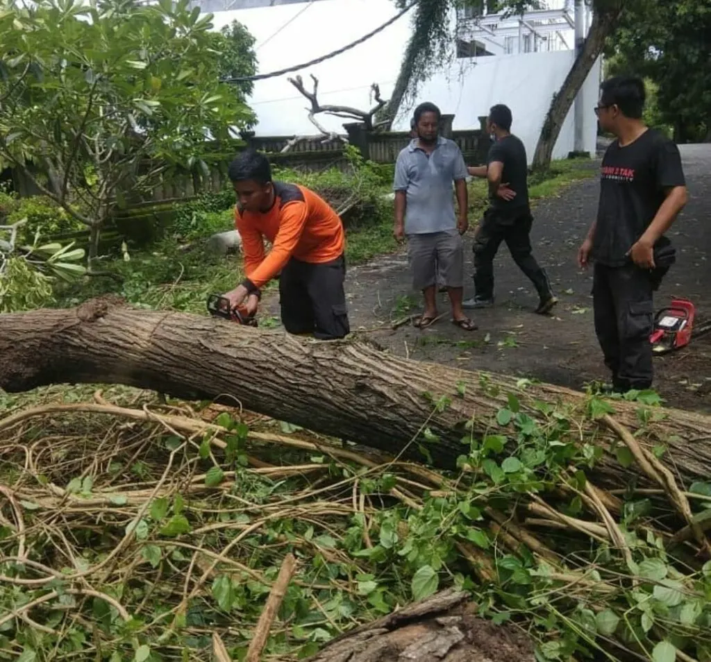 Cutting-Tree-Down