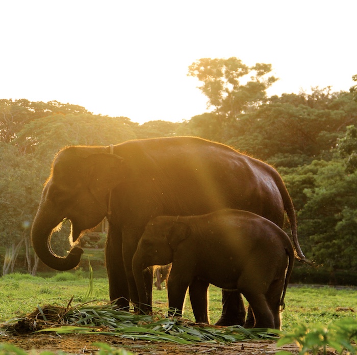 Sumatran elephants