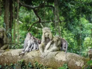 aVillagers Plant Yams To Feed Monkeys In Ubud After Lack Of Tourism