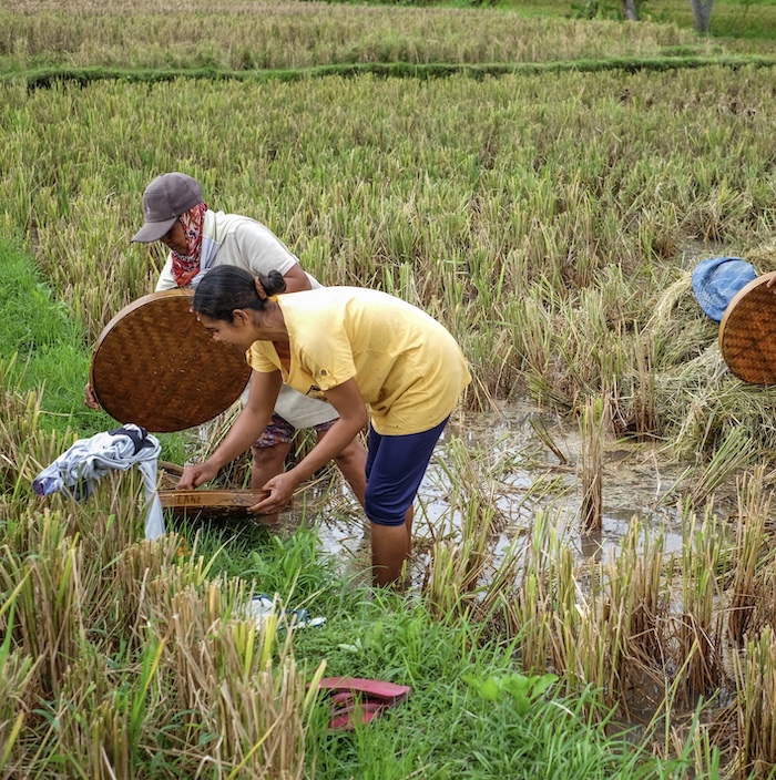 agriculture rice farmers