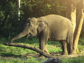 Bali Police Investigates Russian Woman For Posting Controversial Video With Elephant Online
