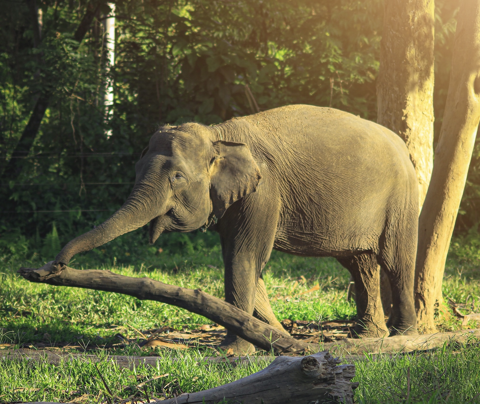 The Controversial Cuisine: Exploring The Taste Of Elephant - dwk2if8