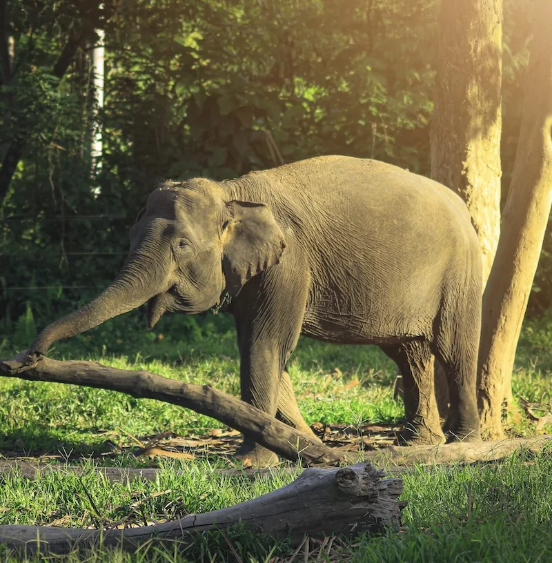 Sumatran elephant