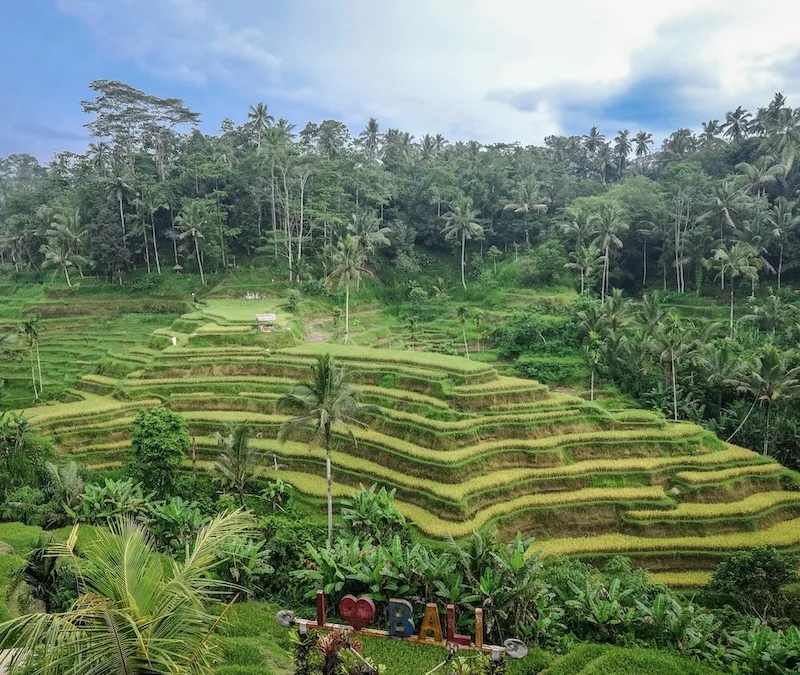 Ubud rice fields bali