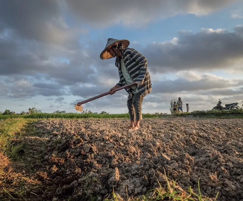 farmer working in field