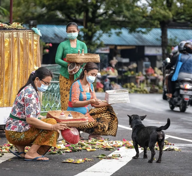 locals facemasks dog