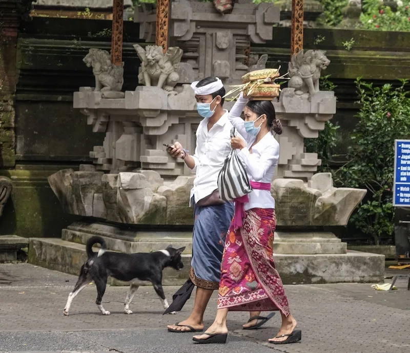 locals masks dog