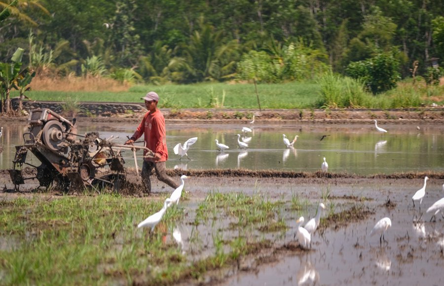 Hotel and Rice Fields In Bali Damaged By Large Waves - The Bali Sun