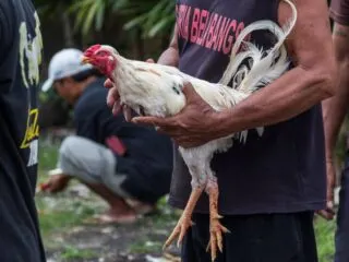 A 53-year-old man named Ketut Budi Arjana (Kawi) has been sanctioned by authorities for organizing rooster fights during the partial lockdown in Buleleng, Bali.