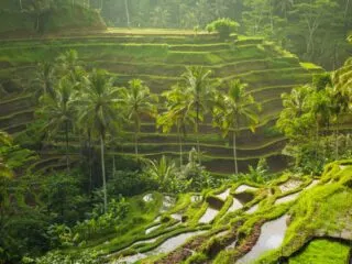 A British national named Cyrus has been evacuated from a river in the Tegalalang rice terrace area after slipping from an 8 meter high ravine.