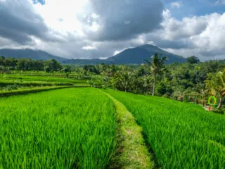 Bali authorities have begun to distribute the Covid-19 vaccine to farmers in some of the rice field areas in Payangan, Gianyar.