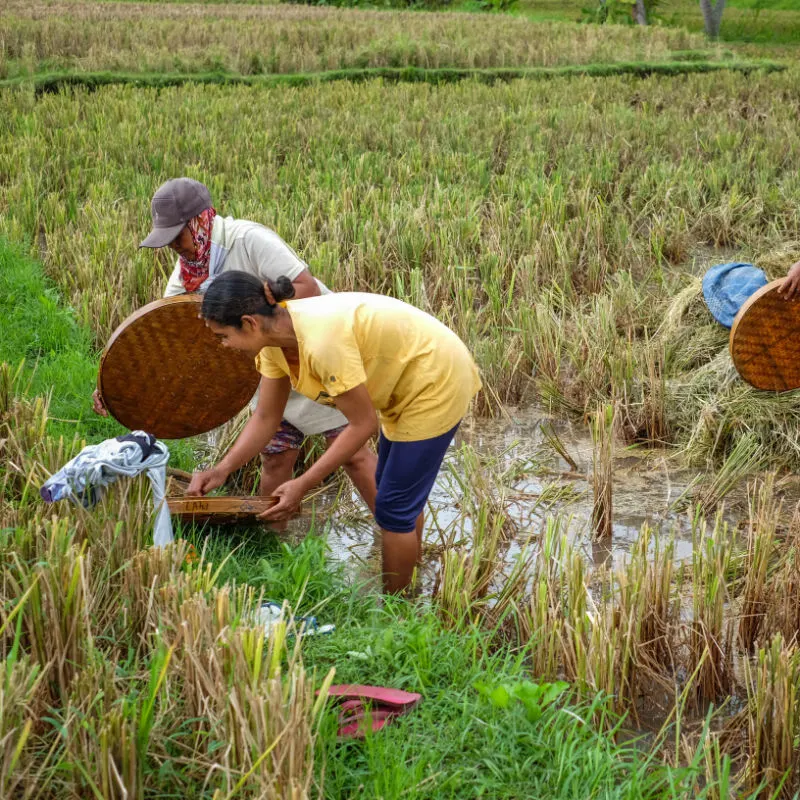 bali-farmers-2