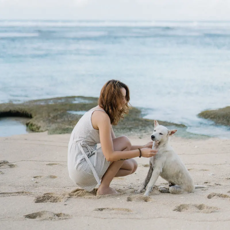 dog-on-beach