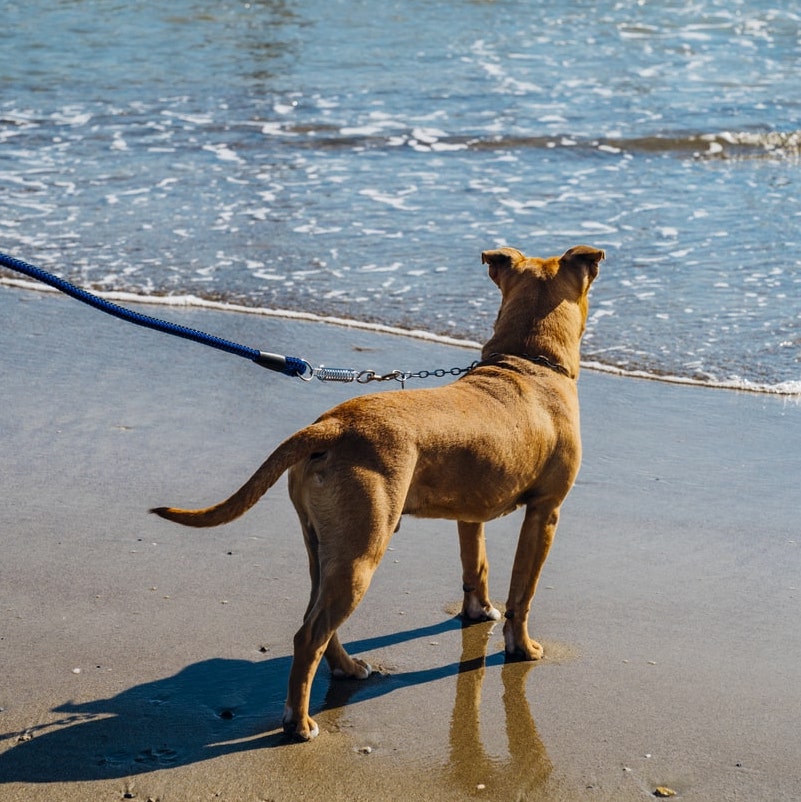 Dog-in-beach