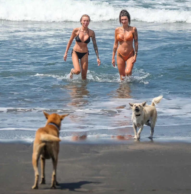 Dogs-along-bali-beach