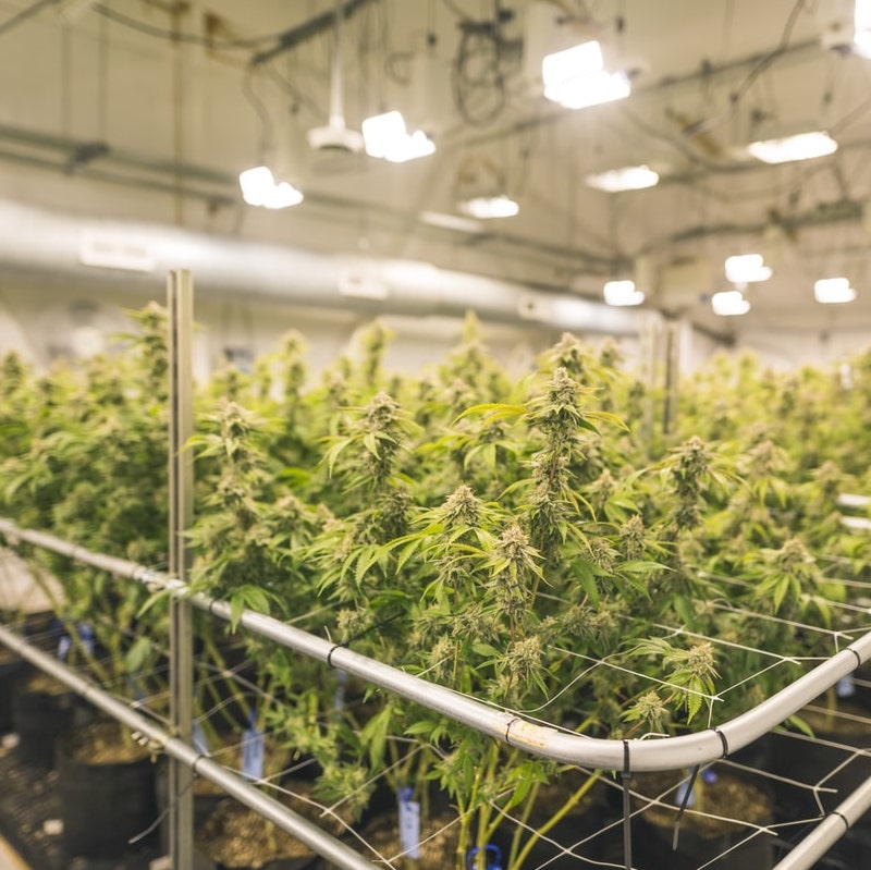 Cannabis hydroponics system