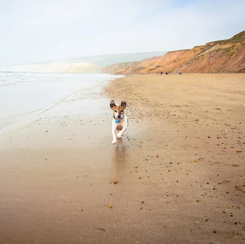 Dog on beach