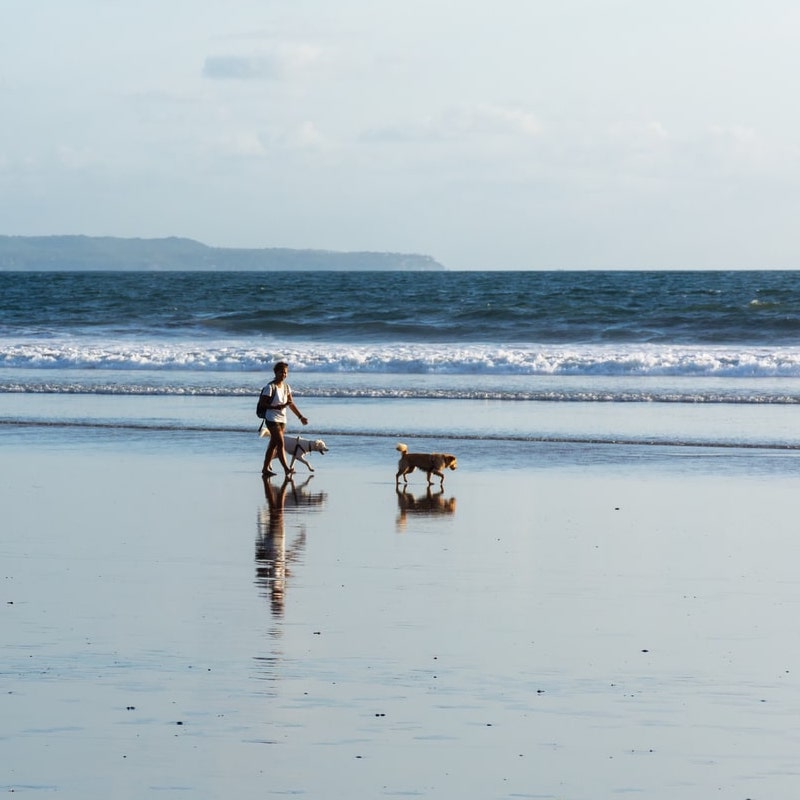 dogs walking along the beach