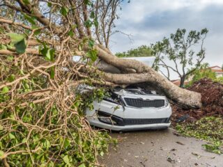 A Tree Collapsed And Damaged Cars In Ubud Bali