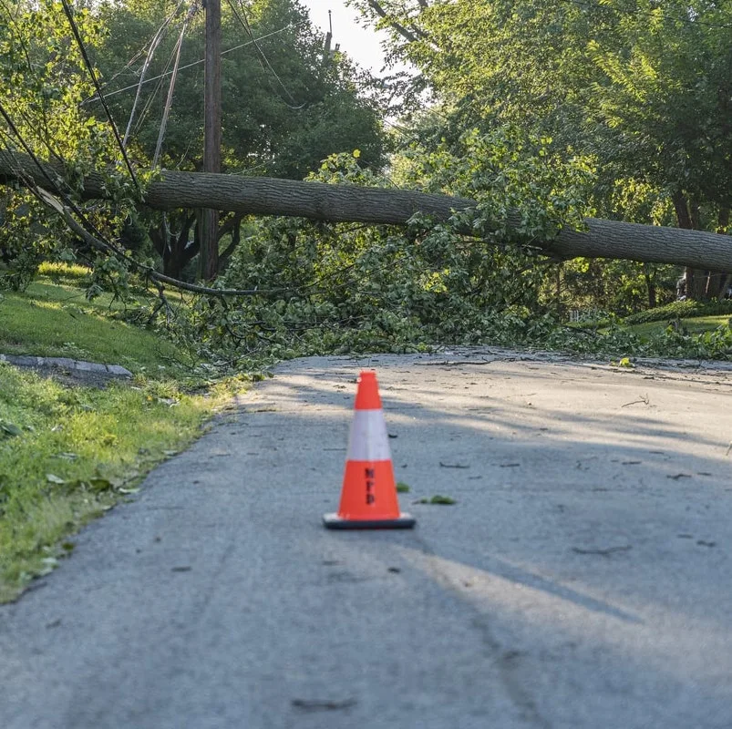 Fallen tree causing road closure