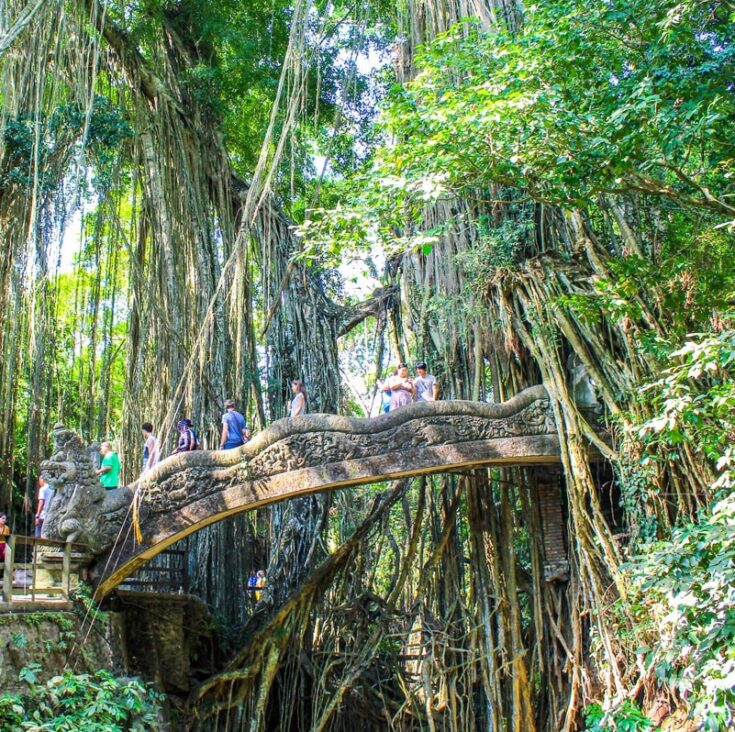 Four Trees Near Ubud Bali Monkey Forest Collapsed And Caused Road ...