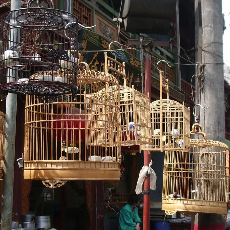 Shalin Gala on X: Devastating wildlife trade: A young monkey chained to a  cage in Bali's horrid bird market after being stolen from the wild and sold  off 💔 Photo Credit: Paul