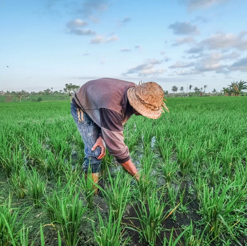 Bali farmer