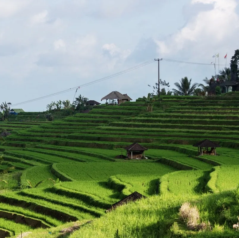 Subak irrigation