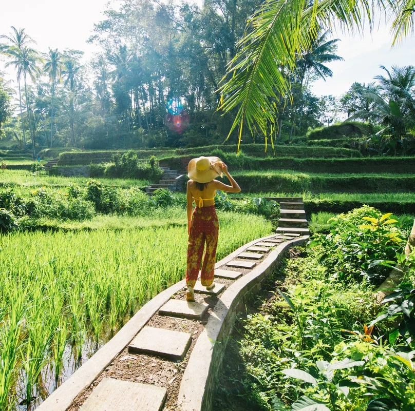 bali rice fields tourist