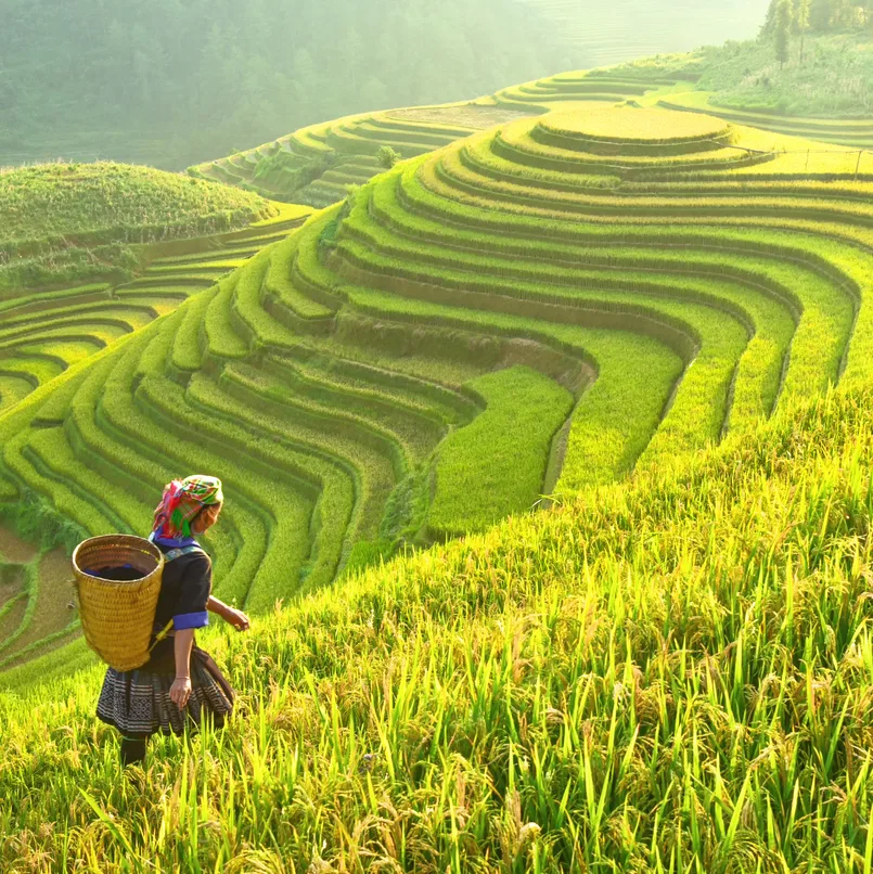 rice fields