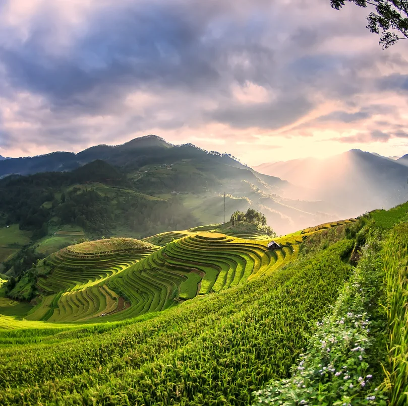 bali rice fields