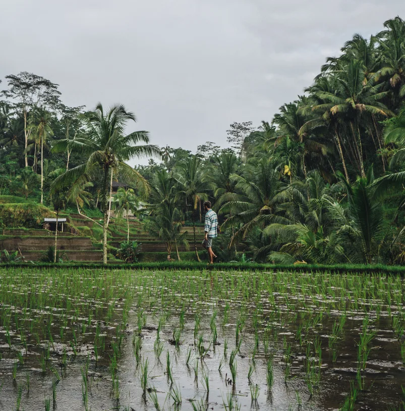 man tegallang rice field