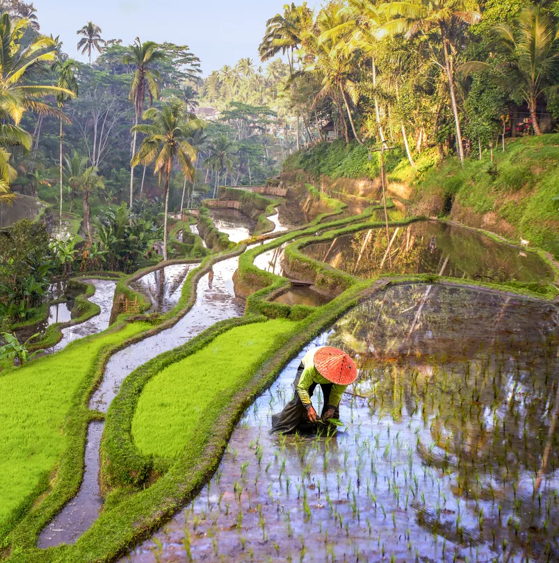indonesia rice field workers