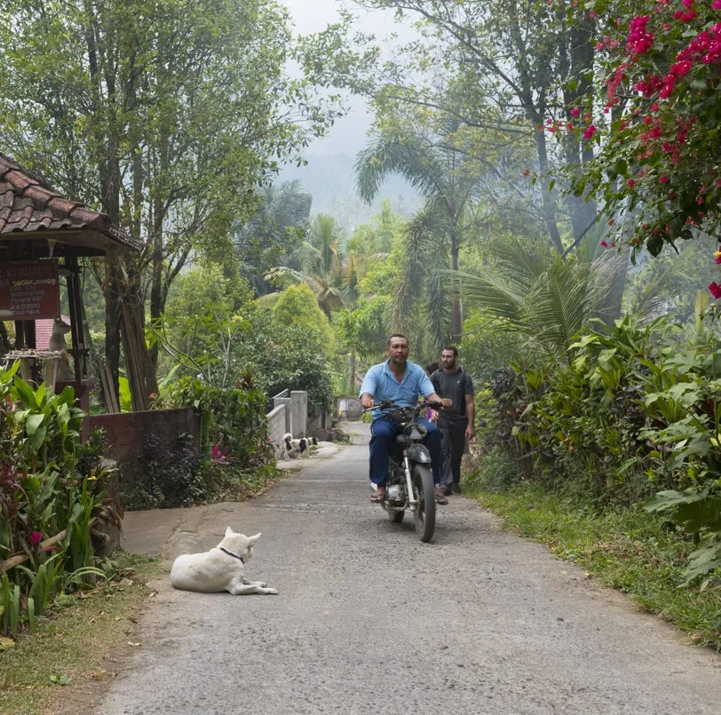 Bali dog lies on residential street 