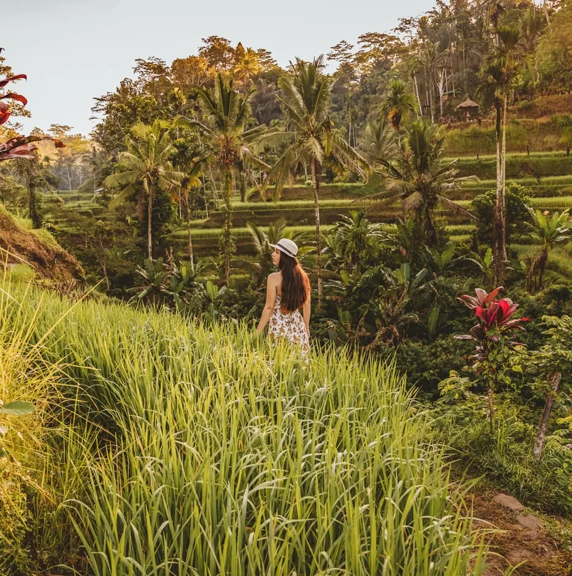 bali woman rice terraces