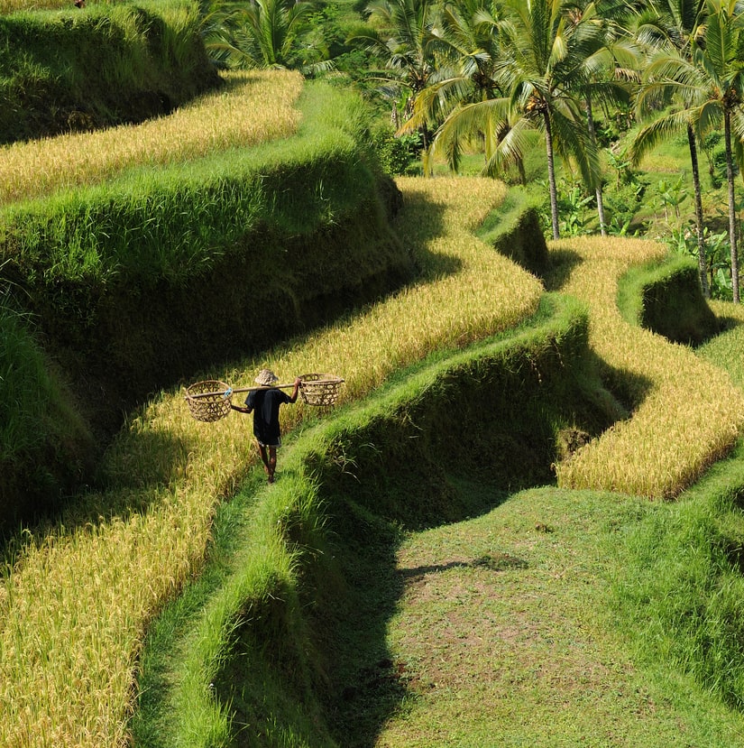 bali rice terraces farmer
