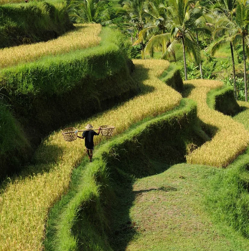 bali-rice-terraces-min