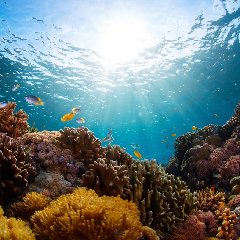 coral reef indonesia