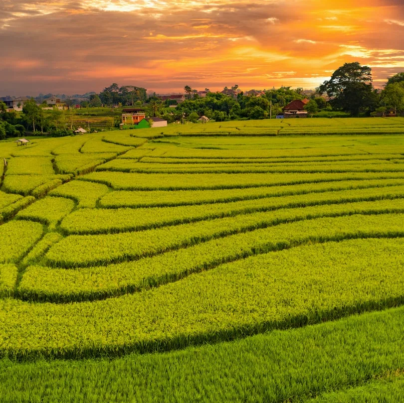 canggu rice fields