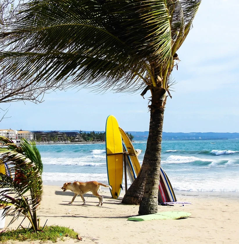 bali beach dog