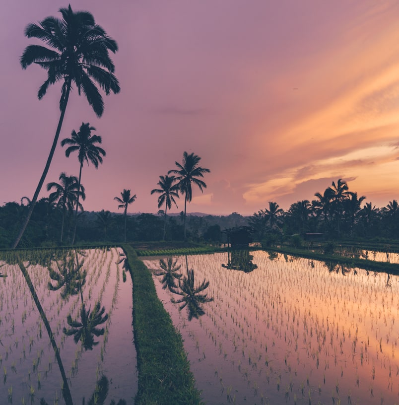 flooded rice fields