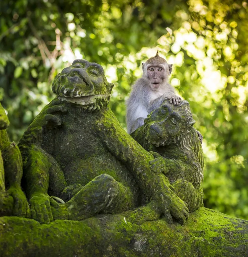 ubud monkey forest