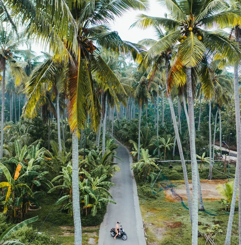 nusa penida trees