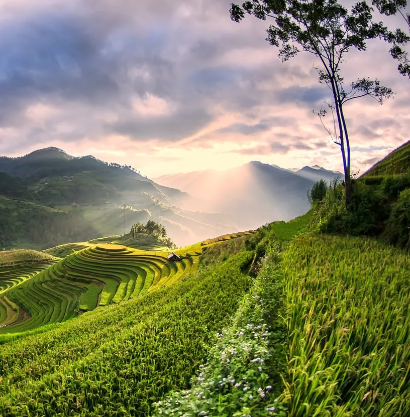 rice fields sunrise