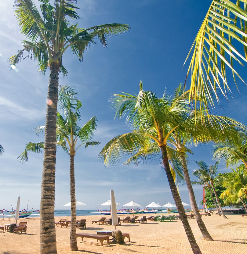 sunar beach palm trees