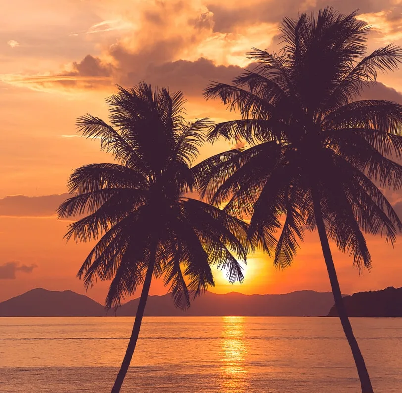 sunset palm trees